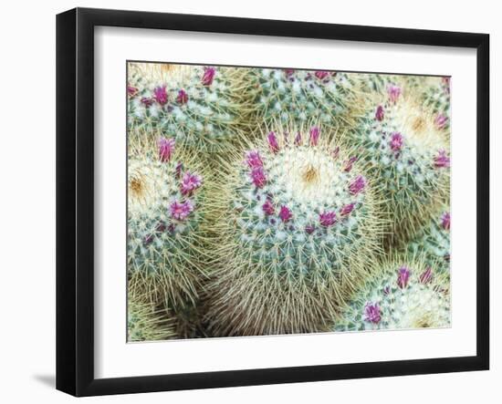 Arid Florals-Assaf Frank-Framed Giclee Print