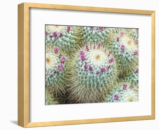 Arid Florals-Assaf Frank-Framed Giclee Print