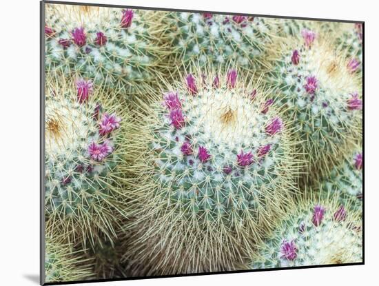 Arid Florals-Assaf Frank-Mounted Giclee Print