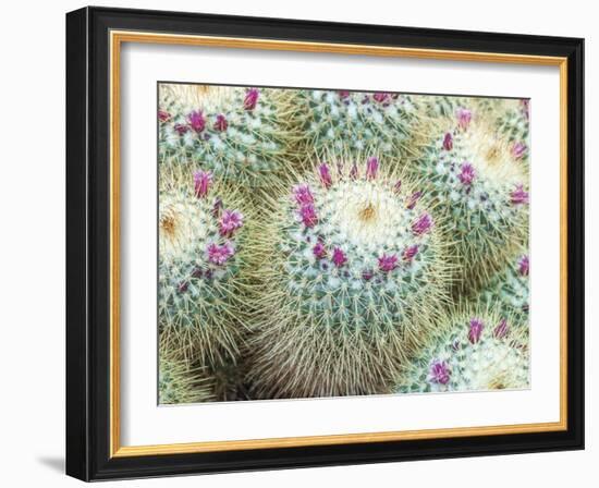 Arid Florals-Assaf Frank-Framed Giclee Print