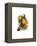 Ariel Toucan-John Gould-Framed Stretched Canvas