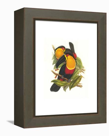 Ariel Toucan-John Gould-Framed Stretched Canvas