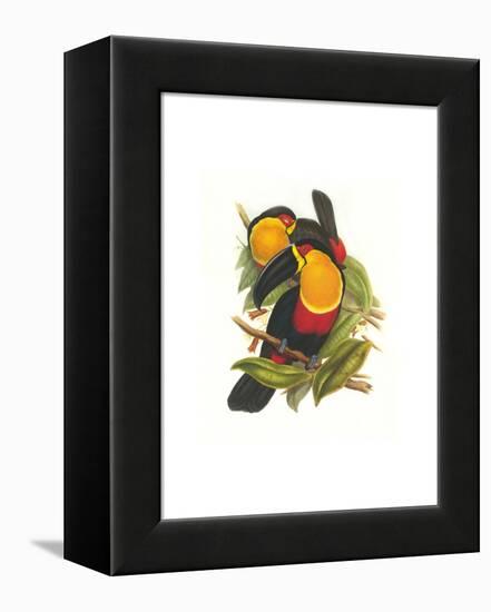 Ariel Toucan-John Gould-Framed Stretched Canvas