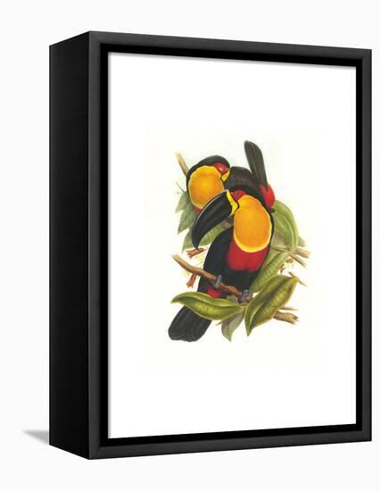 Ariel Toucan-John Gould-Framed Stretched Canvas