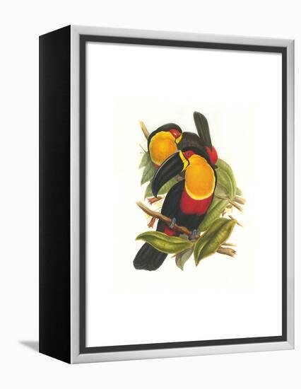 Ariel Toucan-John Gould-Framed Stretched Canvas