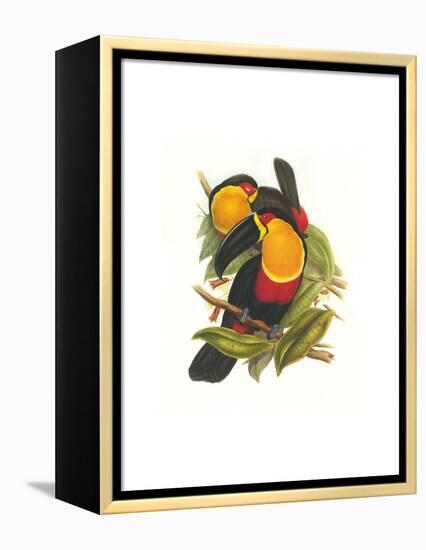 Ariel Toucan-John Gould-Framed Stretched Canvas