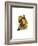 Ariel Toucan-John Gould-Framed Art Print