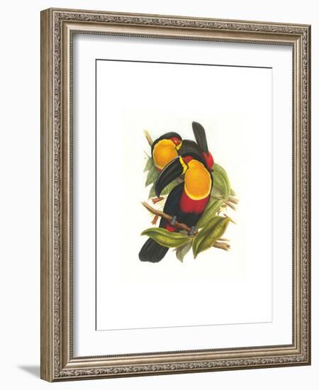 Ariel Toucan-John Gould-Framed Art Print