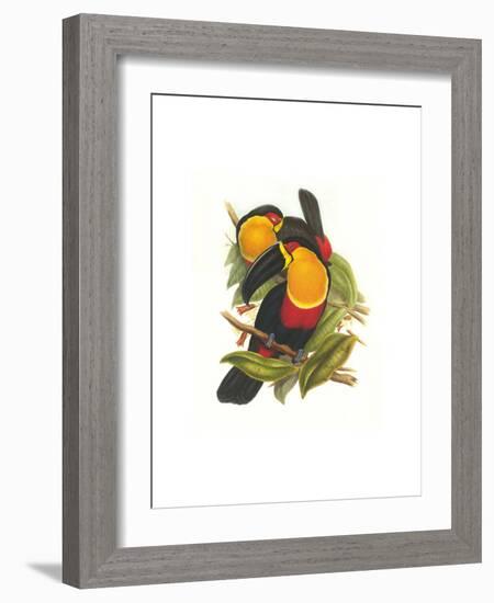 Ariel Toucan-John Gould-Framed Art Print