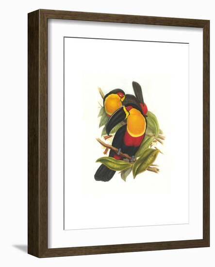 Ariel Toucan-John Gould-Framed Art Print