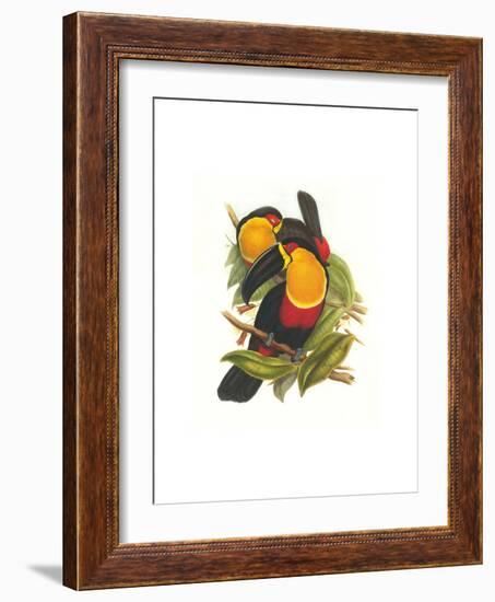 Ariel Toucan-John Gould-Framed Art Print