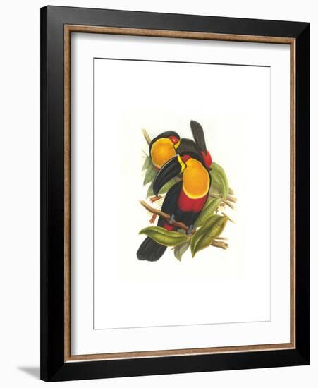 Ariel Toucan-John Gould-Framed Art Print