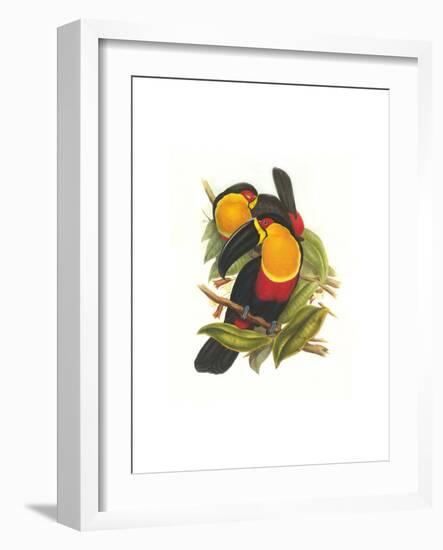 Ariel Toucan-John Gould-Framed Art Print