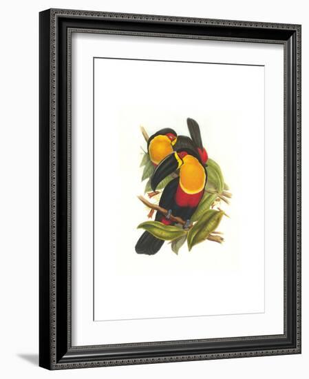 Ariel Toucan-John Gould-Framed Art Print