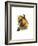 Ariel Toucan-John Gould-Framed Art Print