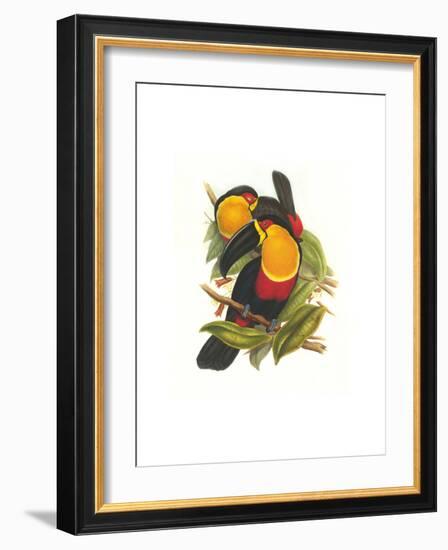 Ariel Toucan-John Gould-Framed Art Print