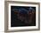 Aries-Chris Butler-Framed Photographic Print