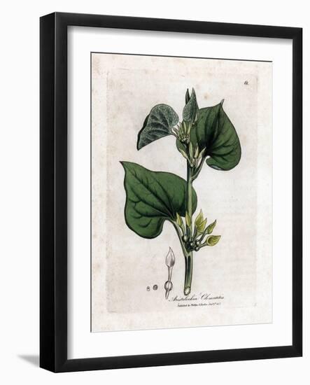 Aristoloche Clematite - Climbing Birthwort, Aristolochia Clematitis. Handcoloured Copperplate Engra-James Sowerby-Framed Giclee Print