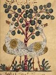 Two Ostriches-Aristotle ibn Bakhtishu-Giclee Print