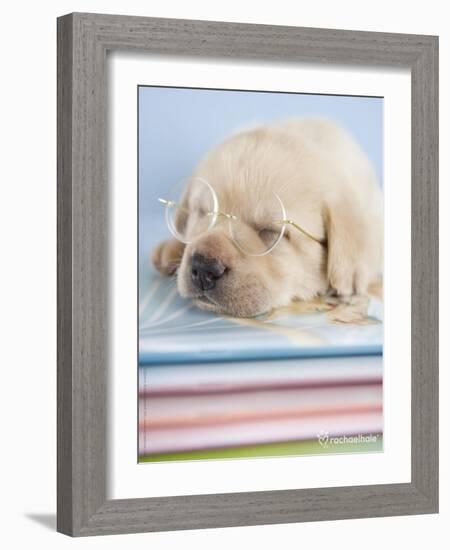 Aristotle-Rachael Hale-Framed Photographic Print