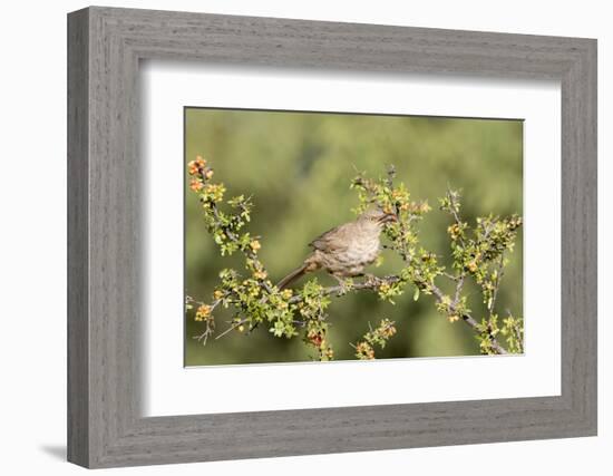 Arizona, Amado. Curve-Billed Thrasher Eating Skunkbush Berry-Jaynes Gallery-Framed Photographic Print