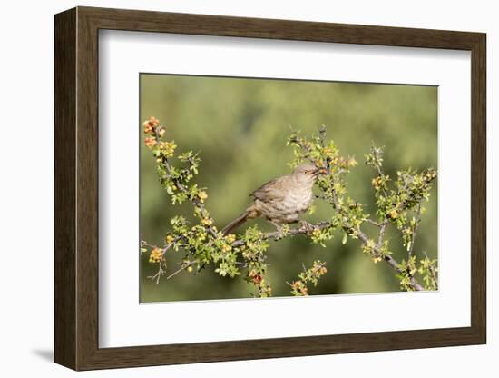 Arizona, Amado. Curve-Billed Thrasher Eating Skunkbush Berry-Jaynes Gallery-Framed Photographic Print