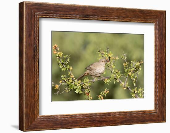 Arizona, Amado. Curve-Billed Thrasher Eating Skunkbush Berry-Jaynes Gallery-Framed Photographic Print