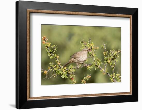 Arizona, Amado. Curve-Billed Thrasher Eating Skunkbush Berry-Jaynes Gallery-Framed Photographic Print