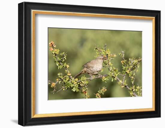 Arizona, Amado. Curve-Billed Thrasher Eating Skunkbush Berry-Jaynes Gallery-Framed Photographic Print