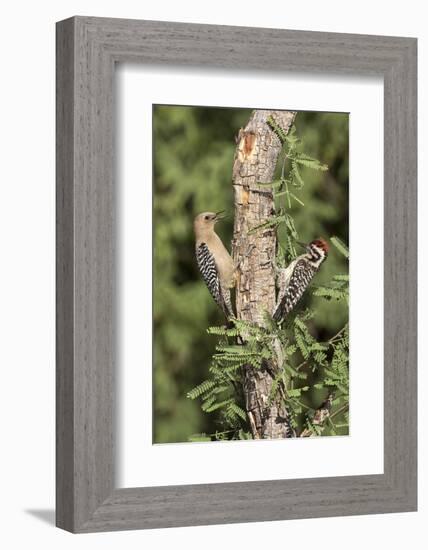 Arizona, Amado. Gila Woodpecker and Ladder-Backed Woodpecker on Tree-Wendy Kaveney-Framed Photographic Print