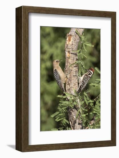 Arizona, Amado. Gila Woodpecker and Ladder-Backed Woodpecker on Tree-Wendy Kaveney-Framed Photographic Print