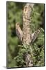 Arizona, Amado. Gila Woodpecker and Ladder-Backed Woodpecker on Tree-Wendy Kaveney-Mounted Photographic Print