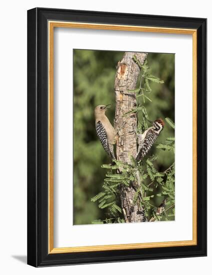 Arizona, Amado. Gila Woodpecker and Ladder-Backed Woodpecker on Tree-Wendy Kaveney-Framed Photographic Print