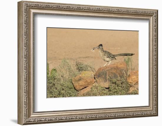 Arizona, Amado. Greater Roadrunner with Lizard-Jaynes Gallery-Framed Photographic Print