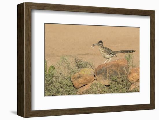 Arizona, Amado. Greater Roadrunner with Lizard-Jaynes Gallery-Framed Photographic Print