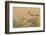 Arizona, Amado. Greater Roadrunner with Lizard-Jaynes Gallery-Framed Photographic Print