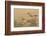 Arizona, Amado. Greater Roadrunner with Lizard-Jaynes Gallery-Framed Photographic Print