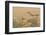 Arizona, Amado. Greater Roadrunner with Lizard-Jaynes Gallery-Framed Photographic Print