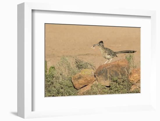 Arizona, Amado. Greater Roadrunner with Lizard-Jaynes Gallery-Framed Photographic Print