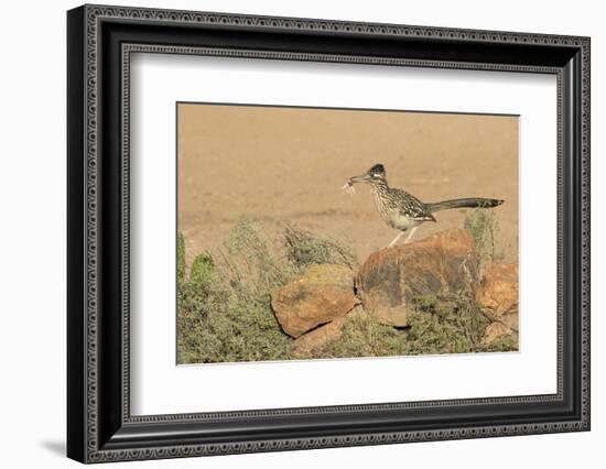 Arizona, Amado. Greater Roadrunner with Lizard-Jaynes Gallery-Framed Photographic Print