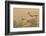 Arizona, Amado. Greater Roadrunner with Lizard-Jaynes Gallery-Framed Photographic Print