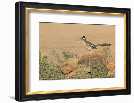 Arizona, Amado. Greater Roadrunner with Lizard-Jaynes Gallery-Framed Photographic Print