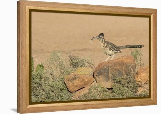 Arizona, Amado. Greater Roadrunner with Lizard-Jaynes Gallery-Framed Premier Image Canvas