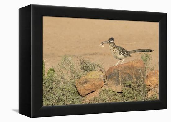 Arizona, Amado. Greater Roadrunner with Lizard-Jaynes Gallery-Framed Premier Image Canvas