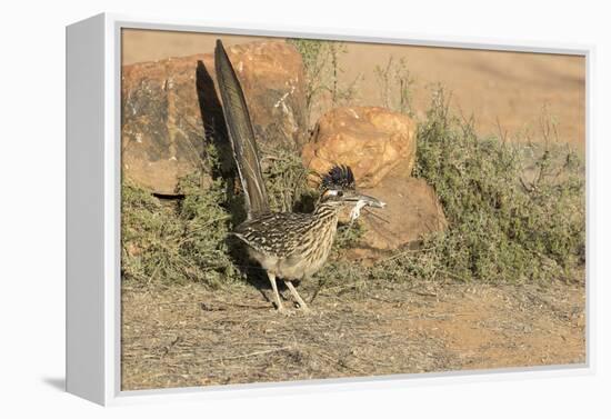 Arizona, Amado. Greater Roadrunner with Lizard-Jaynes Gallery-Framed Premier Image Canvas