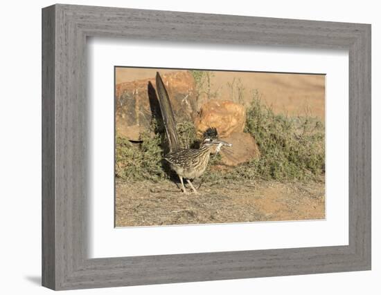 Arizona, Amado. Greater Roadrunner with Lizard-Jaynes Gallery-Framed Photographic Print