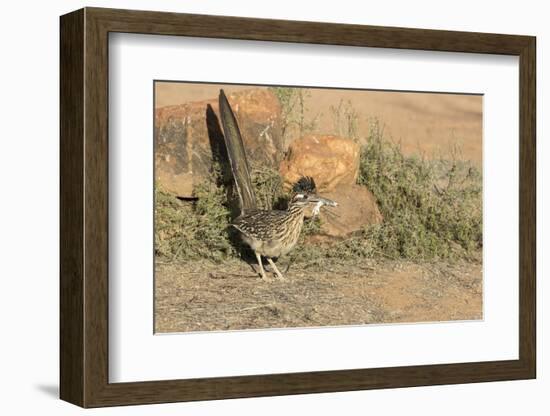 Arizona, Amado. Greater Roadrunner with Lizard-Jaynes Gallery-Framed Photographic Print