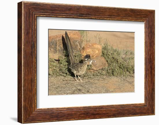 Arizona, Amado. Greater Roadrunner with Lizard-Jaynes Gallery-Framed Photographic Print