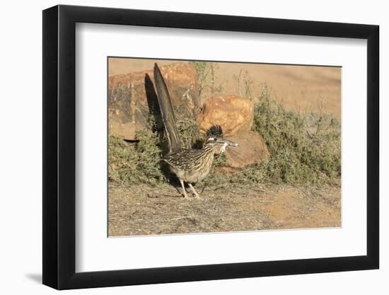 Arizona, Amado. Greater Roadrunner with Lizard-Jaynes Gallery-Framed Photographic Print