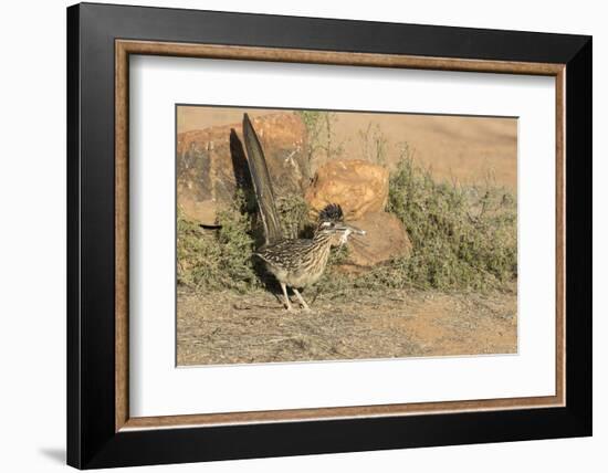 Arizona, Amado. Greater Roadrunner with Lizard-Jaynes Gallery-Framed Photographic Print